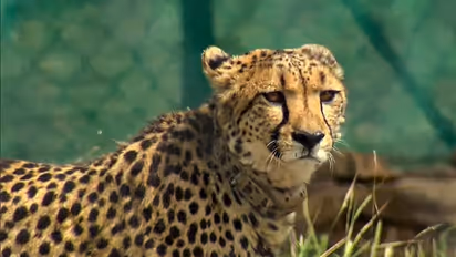 Female cheetah detected with hepatorenal infection at Kuno park, doing much better, says MP forest officials