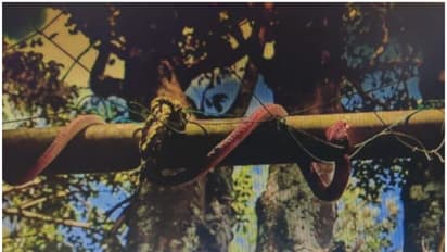 പൊലീസ് സ്റ്റേഷനിൽ ശല്യമായി വാനരക്കൂട്ടം; ഉദ്യോഗസ്ഥർ പരീക്ഷിച്ച പുതിയ വിദ്യ ഇതാണ്...