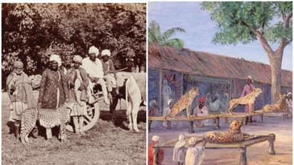 ചീറ്റകൾ എങ്ങനെയാണ് ഇന്ത്യയിൽ നിന്നും ഇല്ലാതായത്? ട്വീറ്റ് പങ്കുവെച്ച് പർവീൺ കസ്വാൻ ഐഎഫ്എസ്