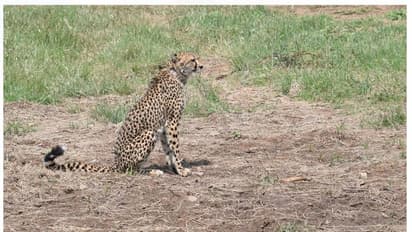 'ആശ'യുടെ ​ഗർഭമലസി; പുതിയ കുഞ്ഞുങ്ങൾക്കായി ഇനിയും കാത്തിരിക്കണം