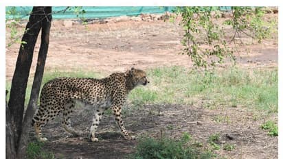 'ആശ'യുടെ ഗര്‍ഭമലസിയതിന് പിന്നാലെ 'സാഷ'യ്ക്ക് കിഡ്നി രോഗം 