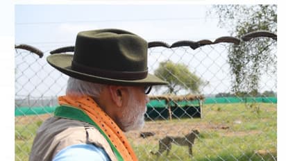 কেমন করে নাম্বিয়া থেকে ভারতে এল আটটি চিতা, দেখুন চিতার বিমান সফরে বিশেষ ভিডিওটি