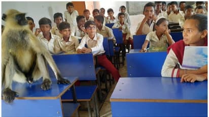 జార్ఖండ్లో స్కూల్కు హాజరైన కోతి.. విద్యార్థులతోపాటు పాఠాలు విన్న వానరం.. వీడియో వైరల్