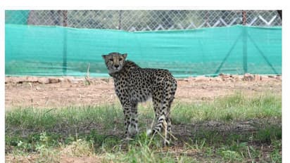 ನಮೀಬಿಯಾದಿಂದ ಭಾರತಕ್ಕೆ ಬಂದ ಚೀತಾ ‘ಆಶಾ’ ಗರ್ಭಿಣಿ
