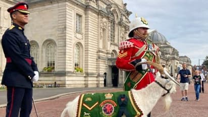 किंग चार्ल्स की ताजपोशी में शामिल इस बकरी की लग्जरी लाइफ किसी रॉयल्स से कम नहीं, ये सिगरेट भी पीती हैं