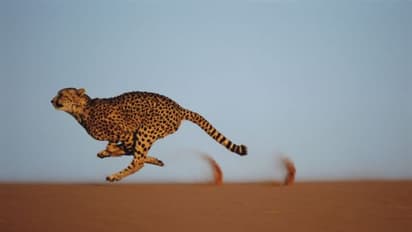 हर चीते के शरीर की बिल्कुल अलग, कैद में भी रहे तो 20 साल जिंदा रहता है, पढ़ें शानदार जानवर से जुड़े रोचक तथ्य 