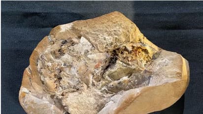 ലോകത്തിലെ ഏറ്റവും പഴക്കമുള്ള ഹൃദയം കണ്ടെത്തി!