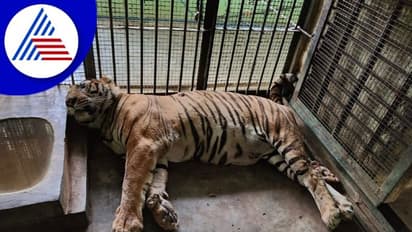 ಚೀತಾ ಭಾರತಕ್ಕೆ ಬಂದ ಖುಷಿ ಮಧ್ಯೆ ಬನ್ನೇರುಘಟ್ಟ‌ ಪಾರ್ಕ್ ನಲ್ಲಿ ಹುಲಿಗಳ ಸರಣಿ ಸಾವು!