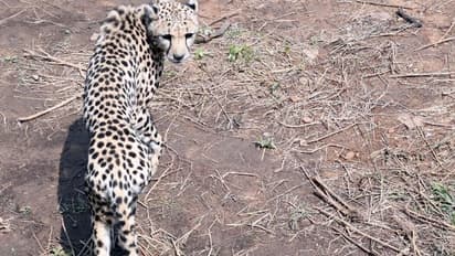 ಭಾರತದಲ್ಲಿ  ನಮೀಬಿಯಾ ಚೀತಾಗಳಿಂದ ಮೊದಲ ಬೇಟೆ