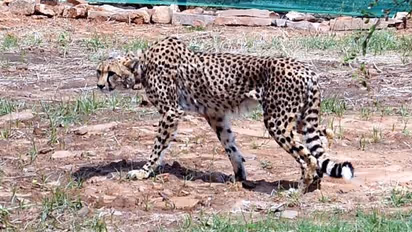 ಫೆ.18ಕ್ಕೆ  ಮತ್ತೆ ಭಾರತಕ್ಕೆ ಬರಲಿದೆ 13 ಆಫ್ರಿಕಾ ಚೀತಾ