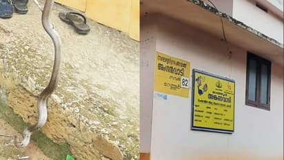 അങ്കണവാടിയിൽ പാമ്പ്, അതിഥിയെ കണ്ട് എന്ത് ചെയ്യുമെന്നറിയാതെ ടീച്ചറും കുട്ടികളും; പിന്നെ സംഭവിച്ചത്.!