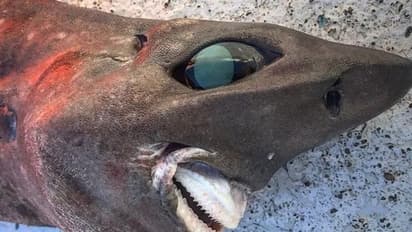 मछली पकड़ते समय मछुआरे के जाल में फंसी भयानक शार्क.. जानिए कहां का है मामला 