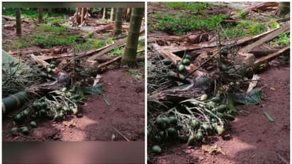 തൃശൂർ മുള്ളൂർക്കരയിൽ കാട്ടാനയിറങ്ങി, വ്യാപകമായി കൃഷി നശിപ്പിച്ചു