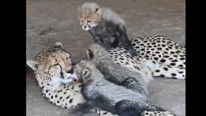 बच्चों को अनोखे अंदाज में दुलारते हुए मादा चीते का वीडियो हुआ वायरल, इंटरनेट पर मचा रहा धूम 