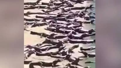 വെയിൽ കാഞ്ഞ് തീരത്ത് നൂറുകണക്കിന് മുതലകൾ; വൈറലായി ഭയപ്പെടുത്തുന്ന വീഡിയോ