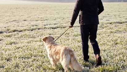 బ్రిటిష్ ఎయిర్ లైన్స్ నిర్వాకం.. శునకానికి తప్పని తిప్పలు... అమెరికాకు బదులు సౌదీ అరేబియాకు.. చివరికి... 