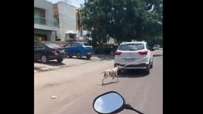 ఇదేం పైశాచికత్వం.. కుక్కను కారుకు కట్టి ఈడ్చుకెళ్లిన డాక్టర్.. వీడియో వైరల్.. ఎక్కడ జరిగిందంటే ?