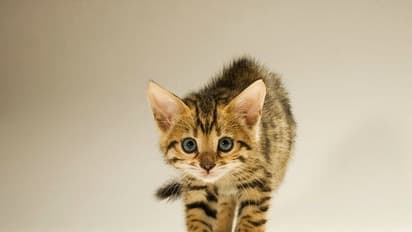 പിതാവിന്റെ മരണത്തിന് പിന്നാലെ ദത്തെടുത്ത പൂച്ചയെ അകറ്റി, വിവാഹമോചനത്തിനൊരുങ്ങി യുവതി