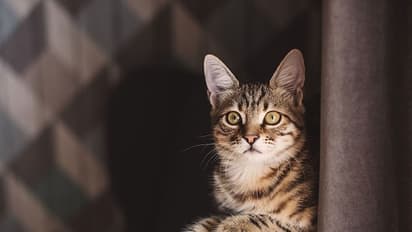 বেঙ্গল ক্যাট খুঁজছেন হলিউড তারকা প্যারিস হিলটন, জেনে নিন এই বিড়ালের জনপ্রিয়তার রহস্য