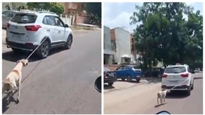 গাড়ির সঙ্গে সারমেয় বেঁধে গাড়ি ছোটানোর ঘটনায় গ্রেফতার যোধপুরের ডাক্তার, কঠোর শাস্তির দাবি জানিয়েছে পশুপ্রেমীরা