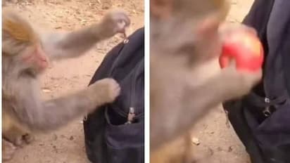 ബാഗ് തുറന്ന് വിദഗ്ദ്ധമായി ആപ്പിൾ മോഷ്ടിക്കുന്ന കുരങ്ങൻ, വൈറലായി വീഡിയോ