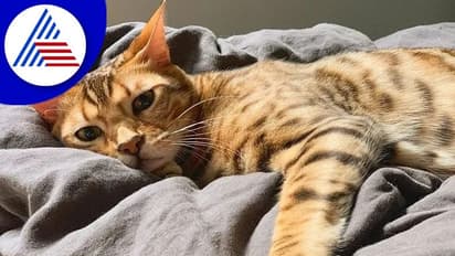 ಬೆಕ್ಕನ್ನು ಓಡಿಸಲಿಲ್ಲ ಅನ್ನೋ ಕಾರಣಕ್ಕೆ ಮಗನ ಕತ್ತು ಸೀಳಿ ಕೊಂದ ತಂದೆ!