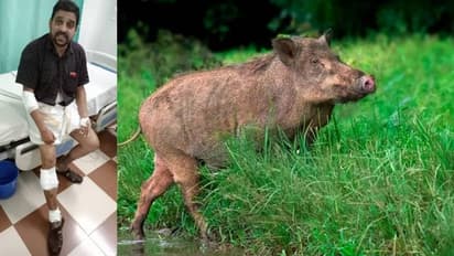 കാട്ടുപന്നി ബൈക്കിന് കുറുകെ ചാടി; വാഹനം മറിഞ്ഞ് രണ്ട് പേർക്ക് പരിക്ക്