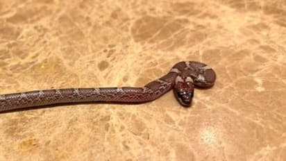 ভারতের খেলতে এসে অস্ট্রেলিয়ারের ক্রিকেটারের রুমে ভয়ঙ্কর সাপ, তারপর কী হল