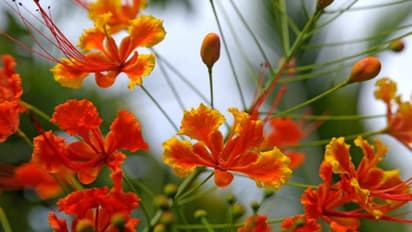 ঘরে ময়ূরপঙ্খীর মতো দেখতে এই গাছটি লাগান, পরিবারে মিলবে এই সুফল