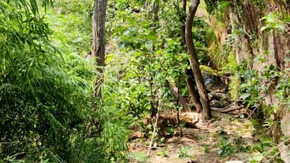 బద్వేల్  అటవీ ప్రాంతంలో  తప్పిపోయిన  ఐదేళ్ల బాలుడు:  సుమన్ ఆచూకీ లభ్యం, పేరేంట్స్ కి అప్పగింత