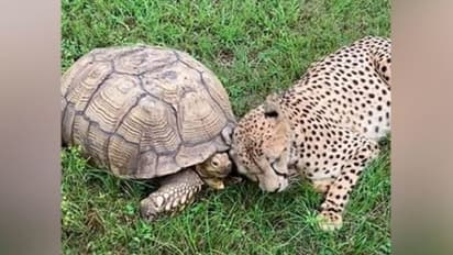 चीता और कछुआ की यारी.. सोशल मीडिया पर हो रही वायरल, वीडियो देखिए आपका मूड बन जाएगा