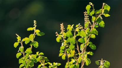 How is Tulsi or Holy Basil used for medicinal purpose? Here are 6 ways to use Tulsi for good health