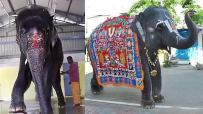 പിടിയാനയെ ചൊല്ലി അസവും തമിഴ്നാടും തമ്മിൽ തർക്കം; വാർത്തകളിൽ താരമായി ജോയ്മാല