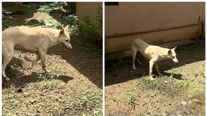 പേവിഷ ബാധ സംശയിക്കുന്ന നായ വീട്ടുവളപ്പിൽ കയറി; വീടിന്റെ ഗേറ്റ് പൂട്ടി വീട്ടുകാര്, പിടികൂടാൻ ശ്രമം