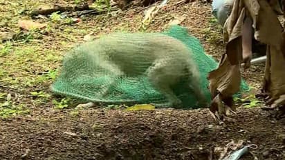 കുമളിയിൽ ഏഴ് പേർക്ക് തെരുവ് നായയുടെ കടിയേറ്റു; പത്തനംതിട്ടയിൽ 