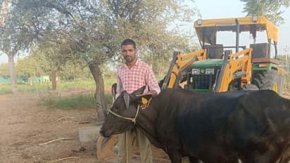 स्पेशल स्टोरी: गो सेवा की अनूठी मिसाल बना इंजीनियर संतोष, बिलखते बछड़े को देख लिया फैसला, लोग कर रहे तारीफ