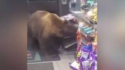 സൂപ്പർ മാർക്കറ്റിൽ കരടി, കാൻഡി എടുത്ത് വന്നതുപോലെ തിരികെ പോയി