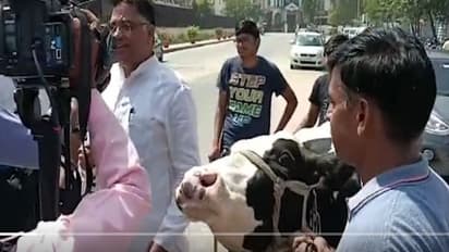 ఆవును అసెంబ్లీకి తీసుకొచ్చిన రాజస్థాన్ బీజేపీ ఎమ్మెల్యే.. ఎందుకంటే ?