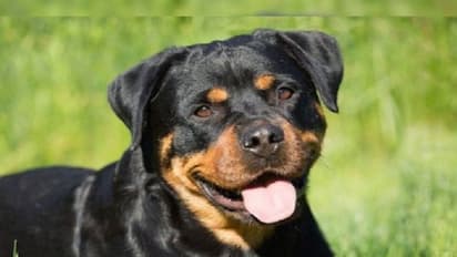 உஷார்! நாய் கடித்ததற்காக, 12 ஆண்டுகளுக்குப்பின் உரிமையாளருக்கு 3 மாத சிறை: நீதிமன்றம் தீர்ப்பு