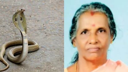 വിറകുപുരയില്‍ തൂക്കിയിട്ട സഞ്ചിയില്‍ കൈയിട്ടു, പാലക്കാട് പാമ്പുകടിയേറ്റ് സ്കൂൾ പാചകക്കാരി മരിച്ചു