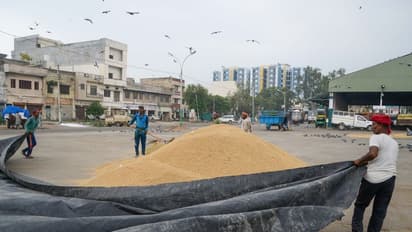 Monsoon-आ अब लौट चलें: कम बारिश के बावजूद UP के किसानों को टेंशन नहीं, कई राज्यों में धान पर असर
