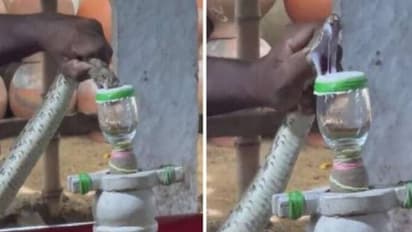 പാമ്പിന്റെ കഴുത്തിൽ പിടിച്ച് വിഷം ശേഖരിക്കുന്ന മനുഷ്യൻ, വീഡിയോ