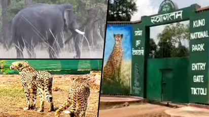 Meet Laxmi and Siddhanath, the guardians of African cheetahs in MP's Kuno National Park