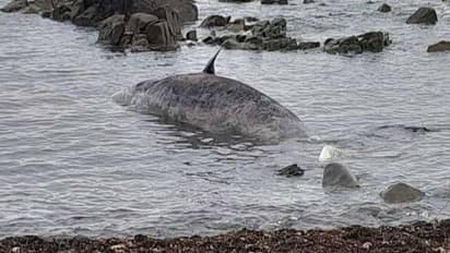 ദുരൂഹത തുടരുന്നു; 240 തിമിംഗലങ്ങള്‍ കൂടി തീരത്തടിഞ്ഞ് ചത്തു, അവശത കണ്ട് സഹിക്കവയ്യാതെ ചിലതിന് ദയാവധവും