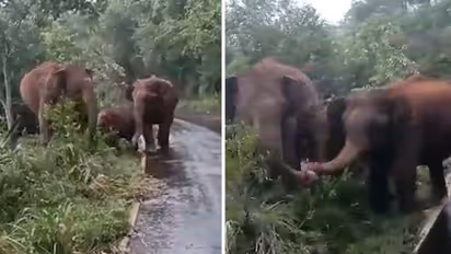 Watch: Elephants entangle their trunks to protect calf from humans; Netizens react