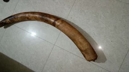 ആനക്കൊമ്പ് വിറ്റത് ആറ് ലക്ഷം രൂപയ്ക്ക്, വിറ്റയാളെ അറസ്റ്റ് ചെയ്ത് വനംവകുപ്പ്, എവിടെ നിന്ന് കിട്ടി, അന്വേഷണം