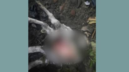 മാന്നാറിൽ ഉയരത്തിലുള്ള മതിൽ ചാടിയെത്തി, അജ്ഞാത ജീവി ആടുകളെ കടിച്ചുകൊന്നു