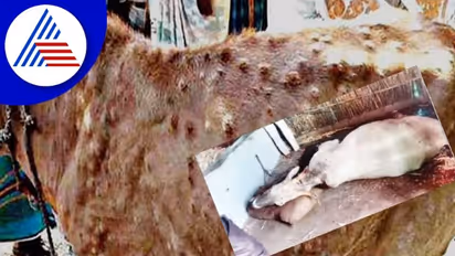 ಜಾನುವಾರು ಜೀವ ಹಿಂಡುತ್ತಿದೆ Lumpy Skin disease!