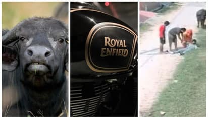 പോത്തിനെന്ത് റോയല് എൻഫീല്ഡ്? ബുള്ളറ്റ് യാത്രികനെ കുത്തിമറിക്കുന്ന ഞെട്ടിക്കും ദൃശ്യങ്ങള്..