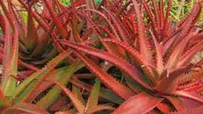 পুজোর আগে ত্বক ও চুলের একসঙ্গে যত্ন নিতে, কাজে লাগান এই একটি উপাদান, ফল পাবেন হাত-নাতে